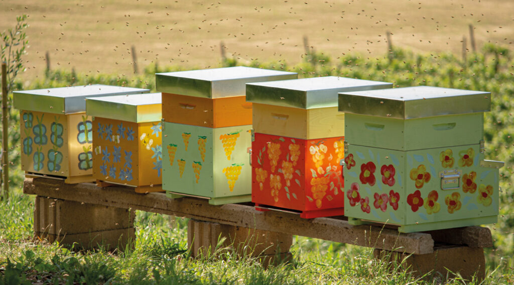 5 casette colorate per le api